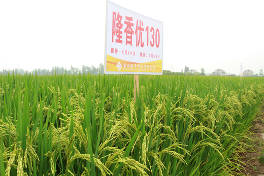 隆香優(yōu)130