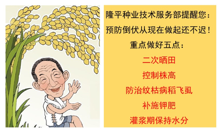 老王家的直播稻為什么不倒？