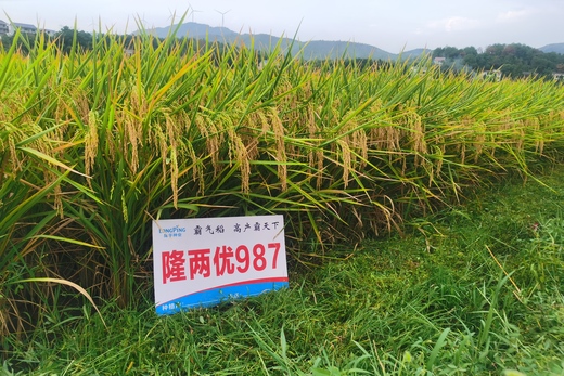 隆兩優(yōu)987——霸氣稻