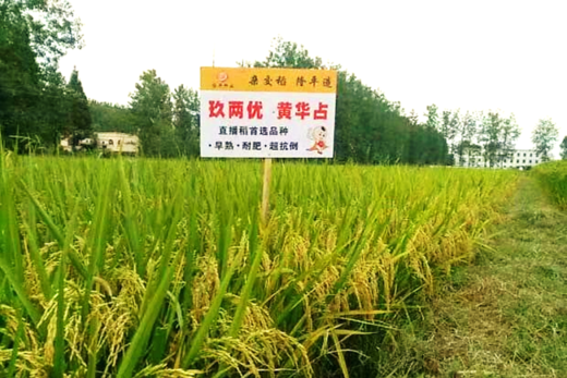 玖兩優(yōu)黃華占
